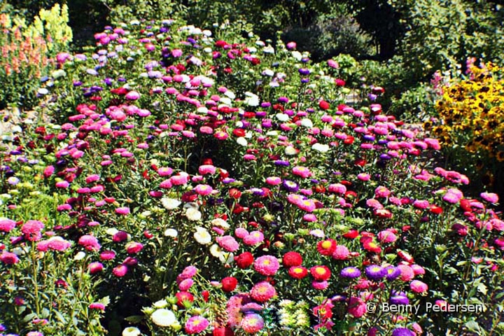 Blomsterbed 1.jpg - Blomsterbed